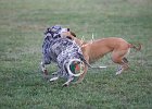 AA Corsa dei Cani